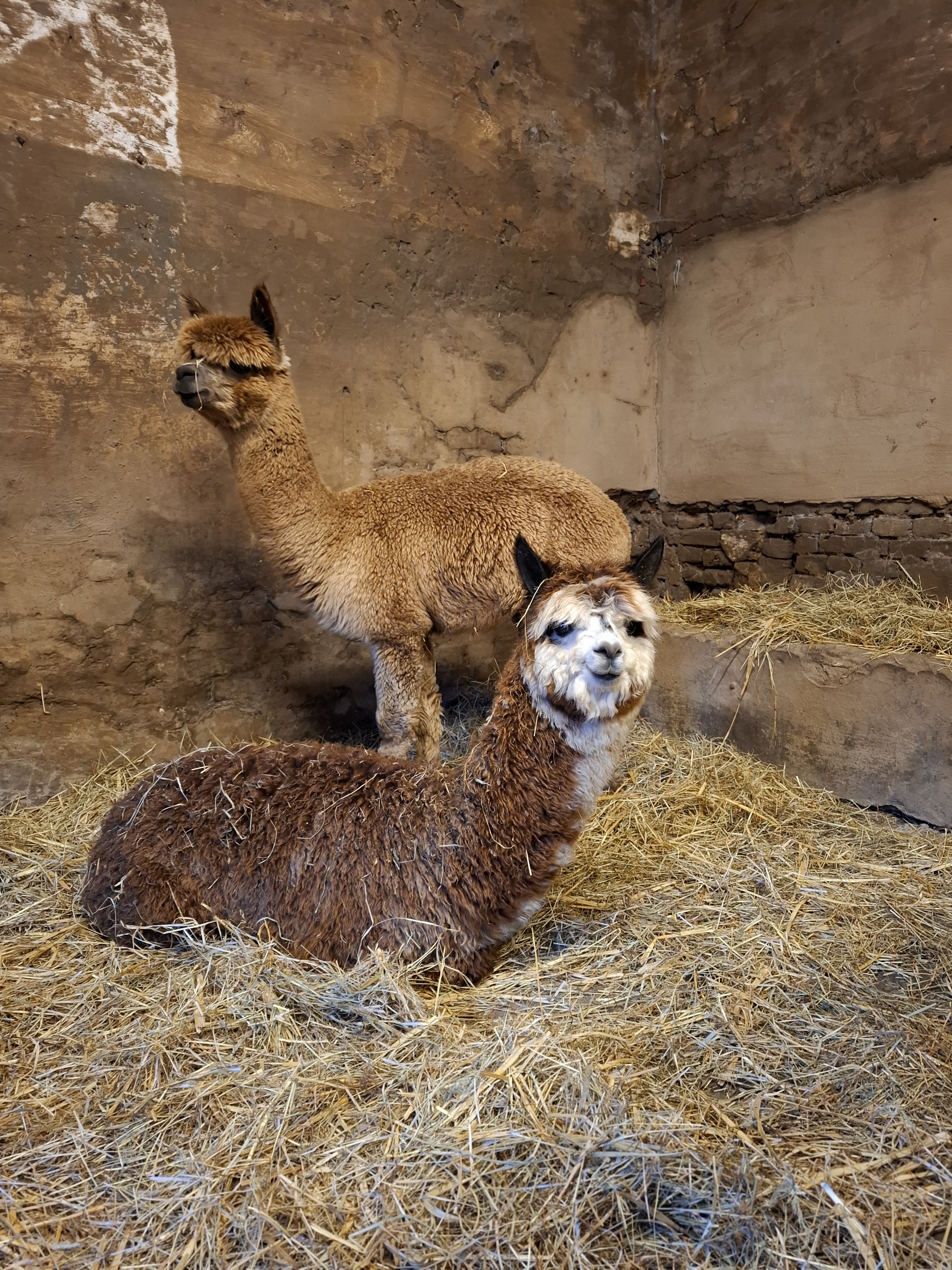 Alpaca wandeling